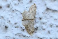 Idaea biselata