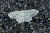 Idaea biselata