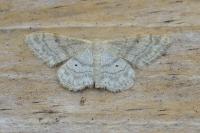 Idaea deversaria