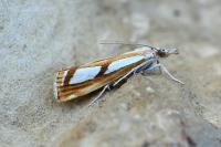 Catoptria
