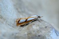 Catoptria