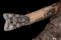 Acronicta megacephala