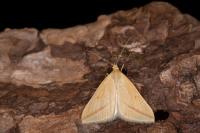 Rhodometra sacraria