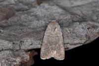 Caradrina gilva