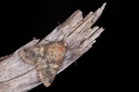 Conisania luteago olbiena