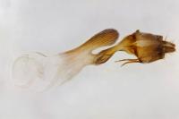 Conisania luteago olbiena