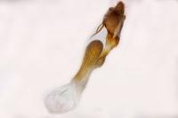 Conisania luteago olbiena