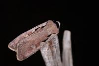 Dichagyris flammatra