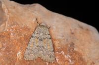 Dichagyris renigera renigera