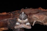 Drasteria cailino