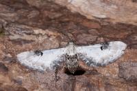 Eupithecia centaureata