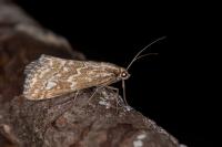 Evergestis frumentalis