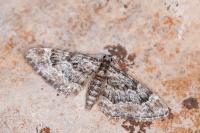 Gymnoscelis rufifasciata