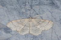 Idaea deversaria