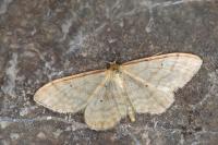 Idaea humiliata