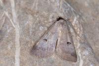 Lygephila pastinum