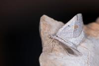 Macaria artesiaria