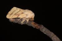 Malacosoma castrense