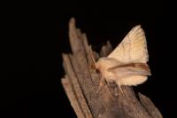 Malacosoma neustria