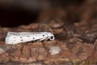 Myelois circumvoluta