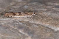 Nomophila noctuella