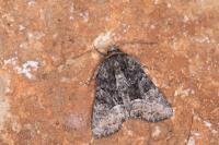 Oligia latruncula