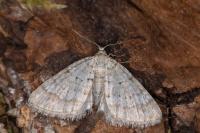 Perizoma albulata