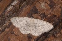 Scopula marginepunctata