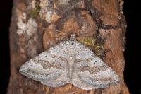 Scotopteryx bipunctaria