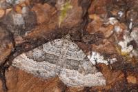 Scotopteryx vicinaria