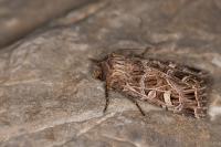 Sideridis reticulata
