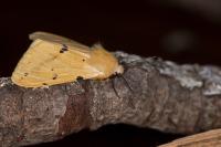 Spilarctia lutea