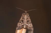 Sideridis reticulata