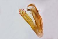 Lygephila pastinum