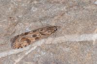 Nomophila noctuella