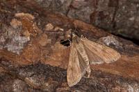 Nomophila noctuella