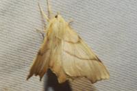 Ennomos erosaria