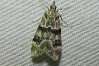 Eudonia delunella
