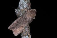 Agrotis segetum