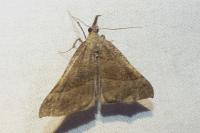 Hypena proboscidalis
