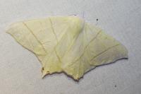 Ourapteryx sambucaria