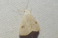 Rivula sericealis