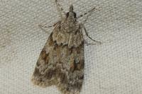 Scoparia ambigualis/basistrigalis