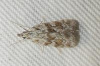 Scoparia