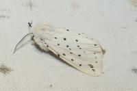 Spilosoma lubricipeda