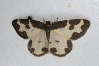 Lomaspilis marginata
