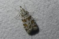 Scoparia pyralella