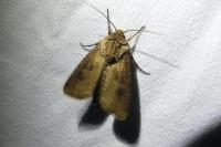 Agrotis clavis clavis