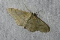 Idaea aversata