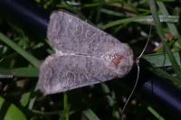 Hoplodrina ambigua/blanda